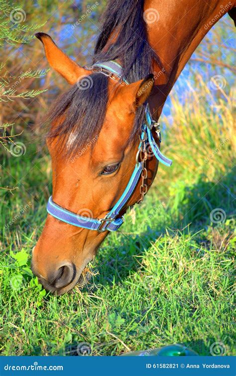 Horse Head Stock Image Image Of Bright Graze Farmland 61582821