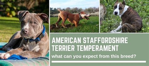 It is an extremely courageous and. American Staffordshire Terrier temperament: what can you ...