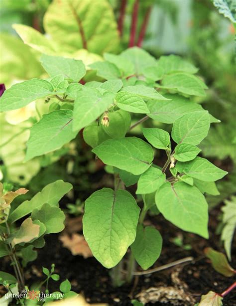 Growing Ground Cherry Plants A Well Kept Garden Crop Secret Garden