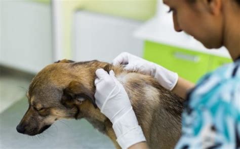 Sebaceous Cyst Dogs I Love Veterinary