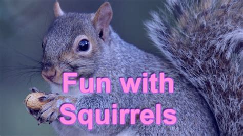 Fun With Squirrels Youtube