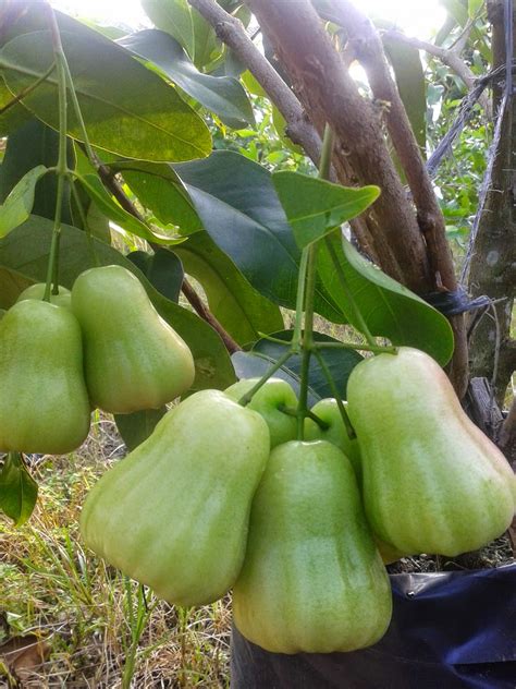 Ibu hamil dengan air ketuban pecah akan merasakan adanya cairan yang keluar dari vaginanya. BIBIT BUAH JEMBER: JAMBU MADU DELIMA HIJAU ( MDH )