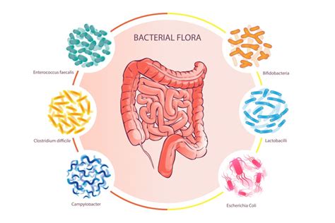 Gut Feeling The Microbiome And Mental Health Microbiome And The Mind