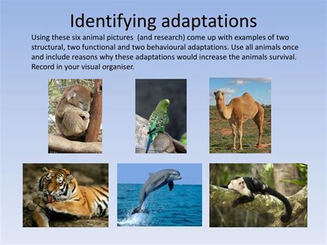 Ppt Adaptations Of Organisms Powerpoint Presentation Id6901281