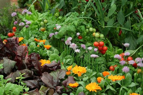 Companion Planting How To Deter Pests And Encourage Beneficial Insects