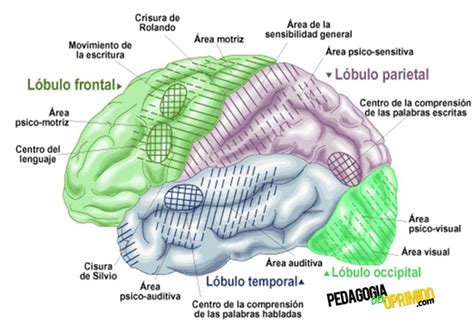 Anatom A Del Cerebro Partes Y Funciones