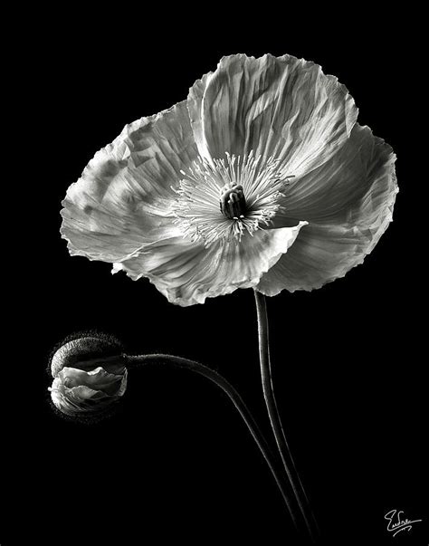 Poppy In Black And White Photograph By Endre Balogh