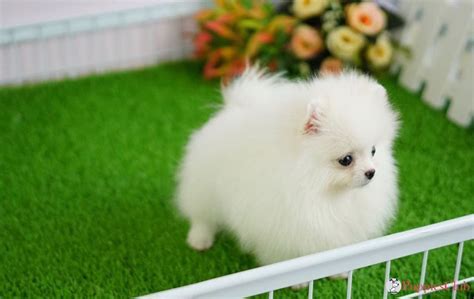 Teacup dogs are extremely popular pets because these micro dogs look like puppies forever. Teacup Pomeranian Puppy Price In Delhi