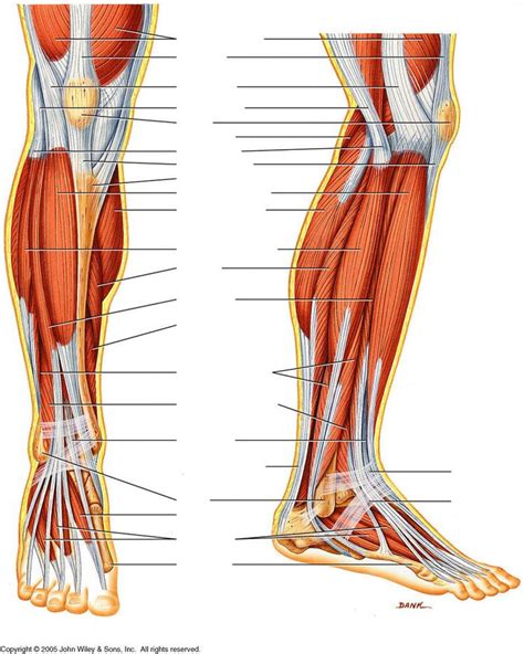 Anterior, lateral and posterior compartment. human-leg-muscles-diagram | Anatomy for Artists ...