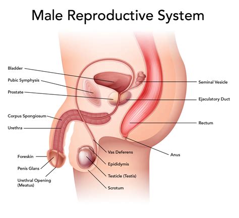 with the help of a labelled diagram explain human male reproductive system organs