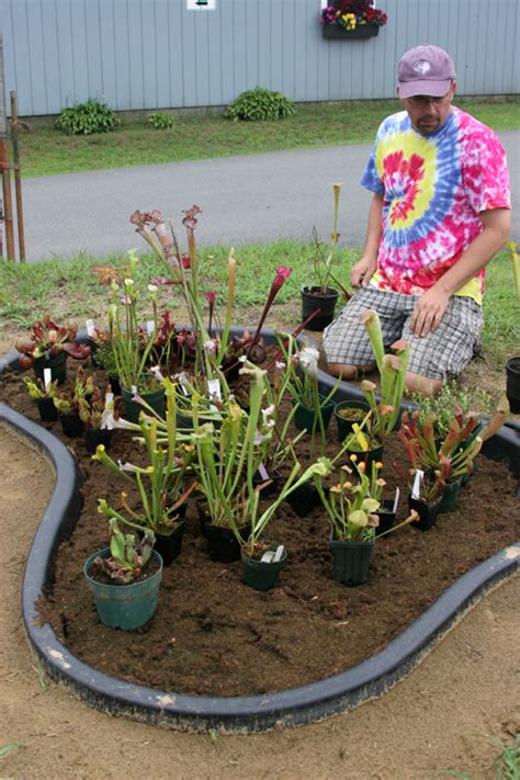 Smaller bog gardens can be easily created with containers. How to grow CP's in an outdoor Bog Garden