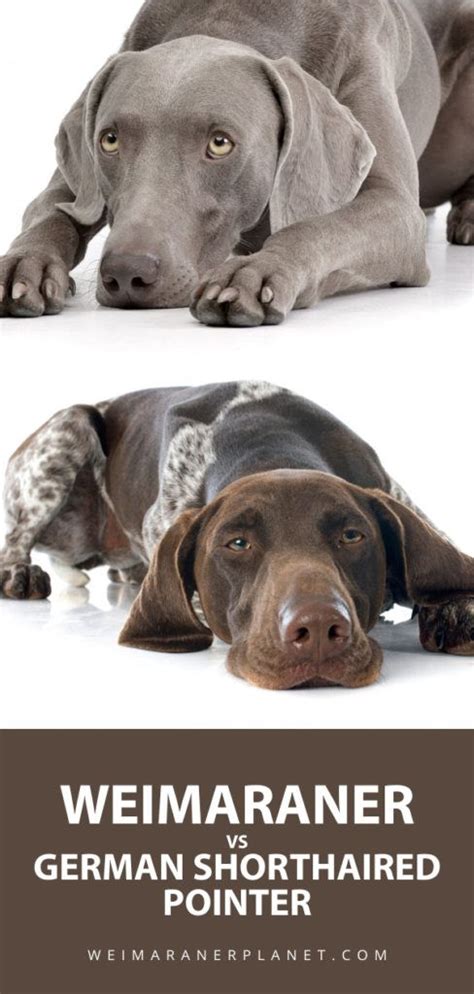 Weimaraner Vs German Shorthaired Pointer Whats The Difference