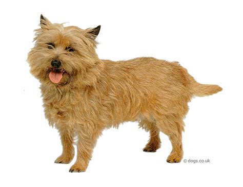 cairn terrier guide dogscouk