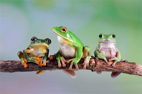 15 Fascinating Facts About Frogs You Probably Didnt Know Farmers