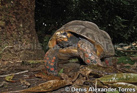 Morrocoy Chelonoidis Carbonaria Red Footed Tortoise A Photo On