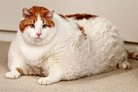 exploring the complexities of obesity in cats causes risks and solutions
