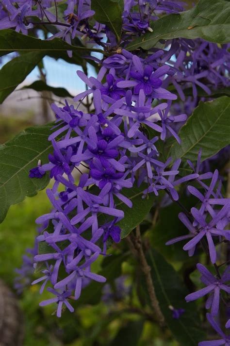 We did not find results for: Purple vine flowers (With images) | Vines, Plants, Flowers