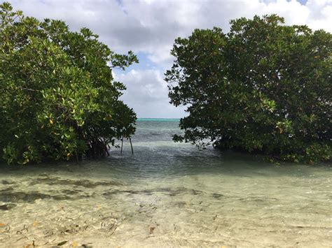 Slow Climate Change Protect Caymans Mangroves Globalgiving