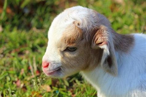 Discover some ways you can give them a healthy start to life. The World's Top 10 Cutest Wild Baby Animals in 2019 ...