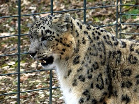100 Free Snow Leopard And Leopard Images Pixabay