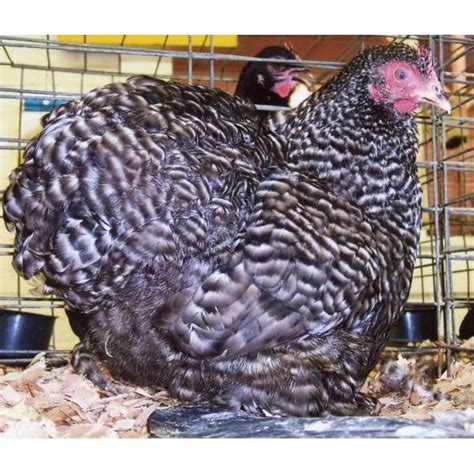 Cackle Hatchery Barred Cochin Bantam Chicken Straight Run Male And