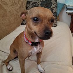 From puppies to seniors, we help dogs of all life stages put their best paw forward with positive dog training classes. Staten Island, NY - Chihuahua. Meet Cassle a Dog for Adoption. | Chihuahua, Pet adoption, Dog ...