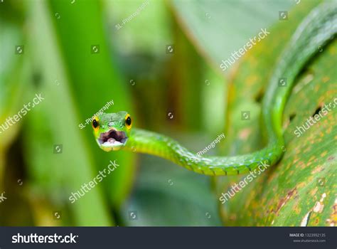 African Rainforest Snakes
