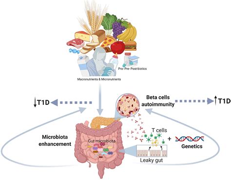 Frontiers Early Nutrition And Risk Of Type 1 Diabetes The Role Of Gut Microbiota