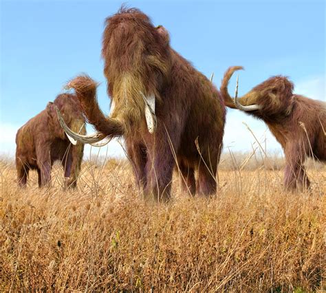 16 Fascinating Facts About Woolly Mammoths Thatll Blow You Away