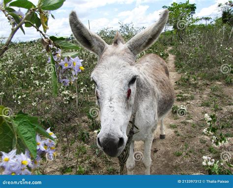 Donkey In A Field Of Flowers Stock Photo Image Of Field Colors