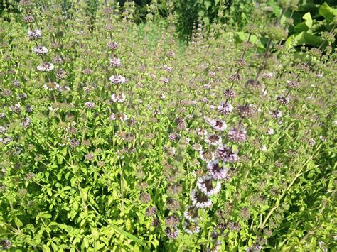 Pennyroyal Seeds — Ravensong Seeds And Herbals
