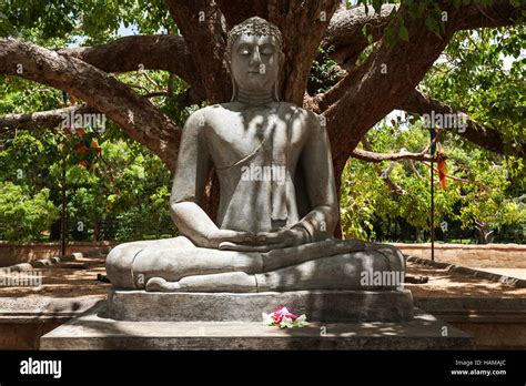 Buddha Under A Bodhi Tree Vlrengbr