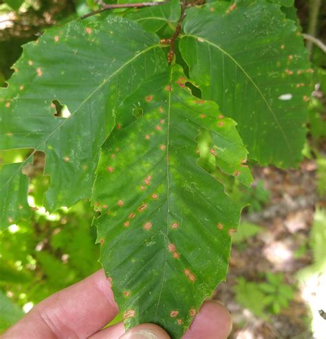 Beech Leaf Disease Forest Health And Monitoring Bureau Of Forestry