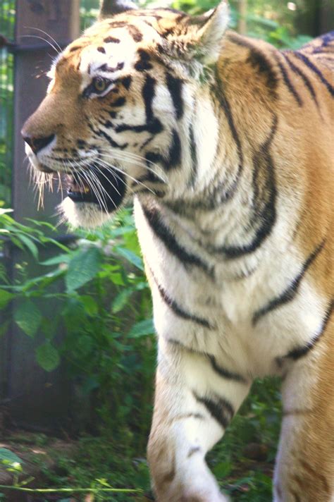 Amur Tiger 2 By Sesshofan On Deviantart