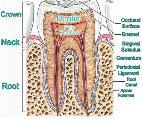 Anatomy Of A Tooth Diagram