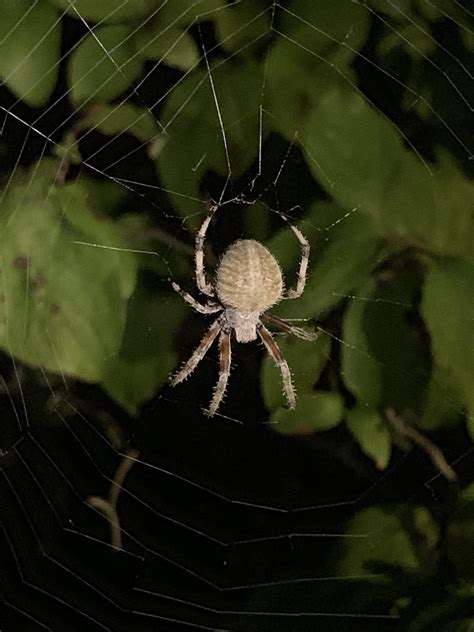 Venomous Spiders In Kentucky ~ Wolf Spider