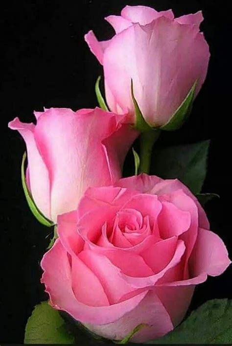 Lindas Rosas Beautiful Rose Flowers Wedding Flowers Pink Roses