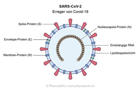 Hey :) wahrscheinlich habt ihr schon mitbekommen, dass sich das video rund um proteine dreht. PharmaWiki - Covid-19