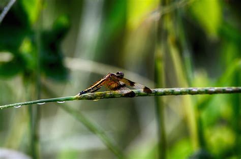 Free Images Nature Branch Bird Leaf Wildlife Green Insect