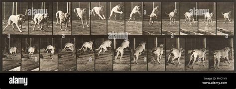 Animal Locomotion Plate 712 Dateperiod 1887 Photograph Collotype