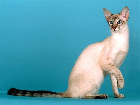 Javanese Cats Are Playful And Devoted Theyre Known For Their