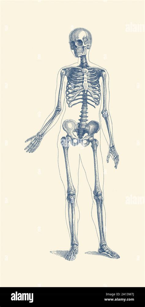 Skeleton Human Diagram Hi Res Stock Photography And Images Alamy