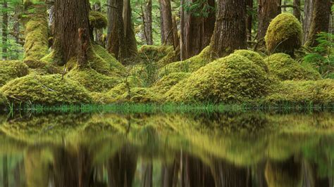 Bc Swamp Forest Bing Wallpaper Download