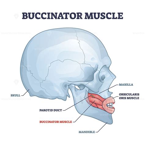 Buccinator Muscle With Human Major Facial And Chin Bones Outline