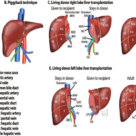 Surgical Anatomy Of Liver