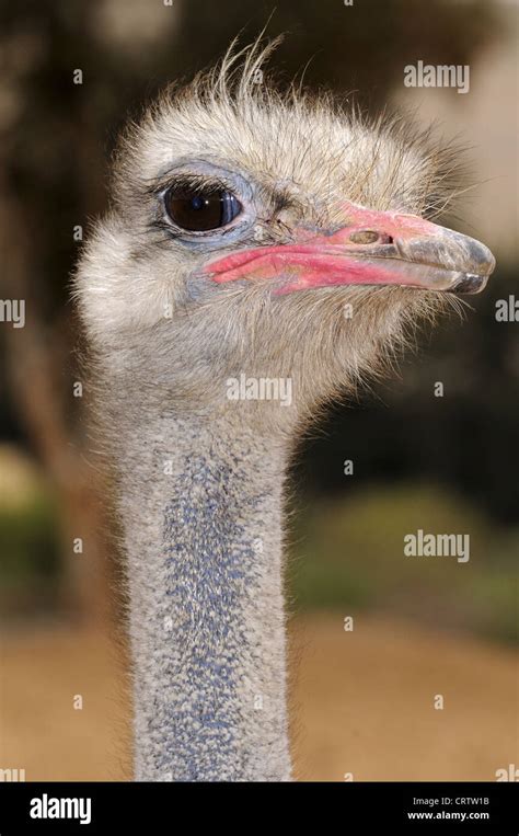 Male Ostrich Stock Photo Alamy