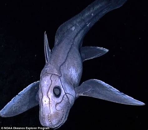 Scientists Reveal The Strange Sex Lives Of Ghost Sharks Daily Mail Online