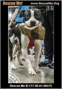 Are you looking to adopt a boston terrier from a rescue in arizona? Ohio Boston Terrier Rescue ― ADOPTIONS ― RescueMe.Org