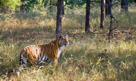 Wild Tiger In The Jungle India Bandhavgarh National Park Madhya