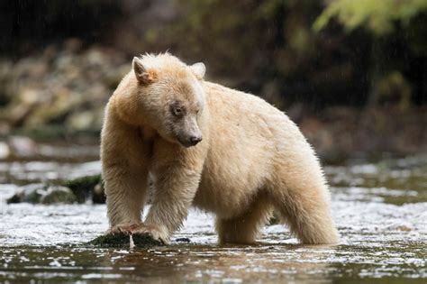 Stunning Photos Capture Rare White Spirit Bear In Action